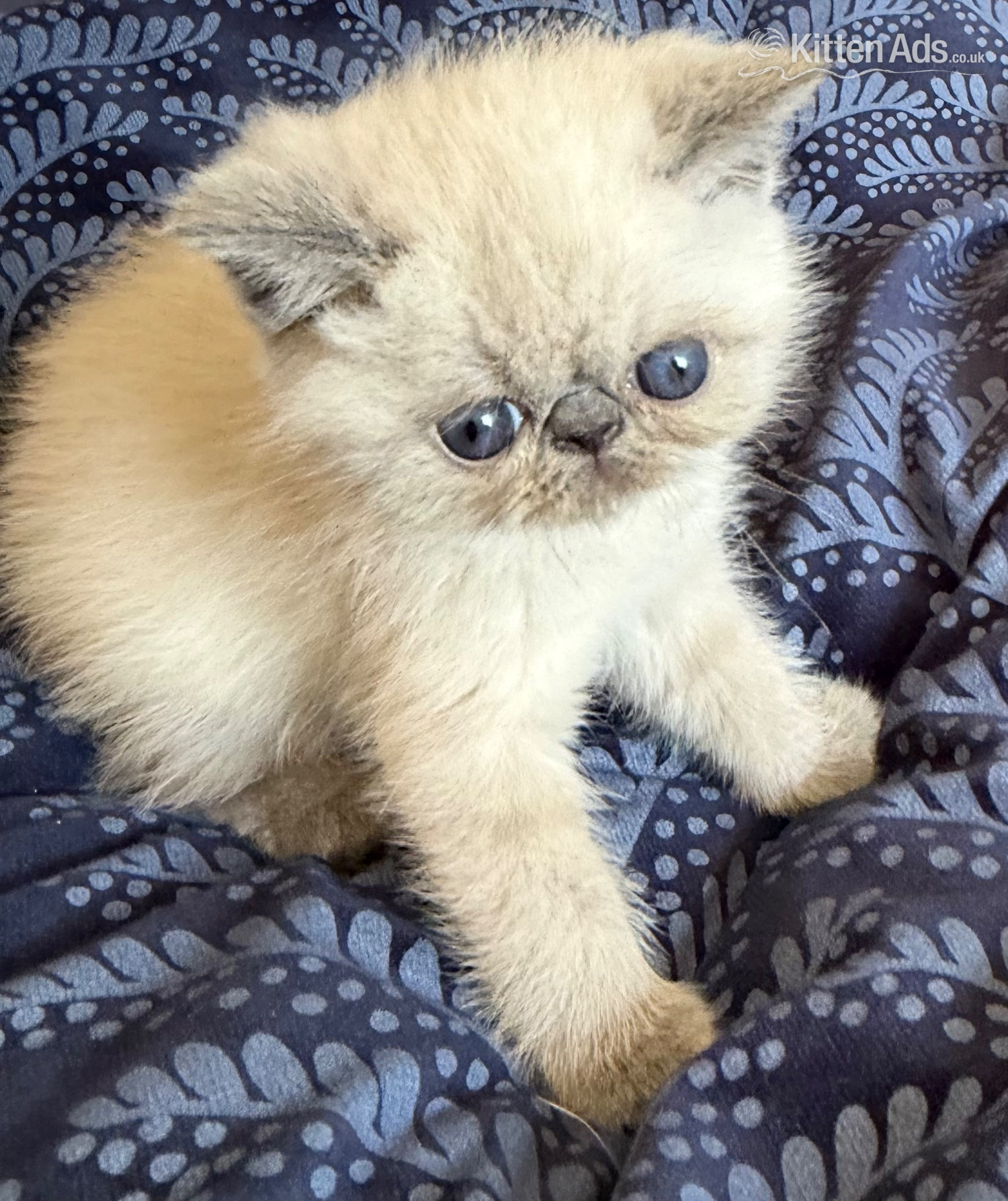 Exotic - Exotic Shorthair Kittens Available 