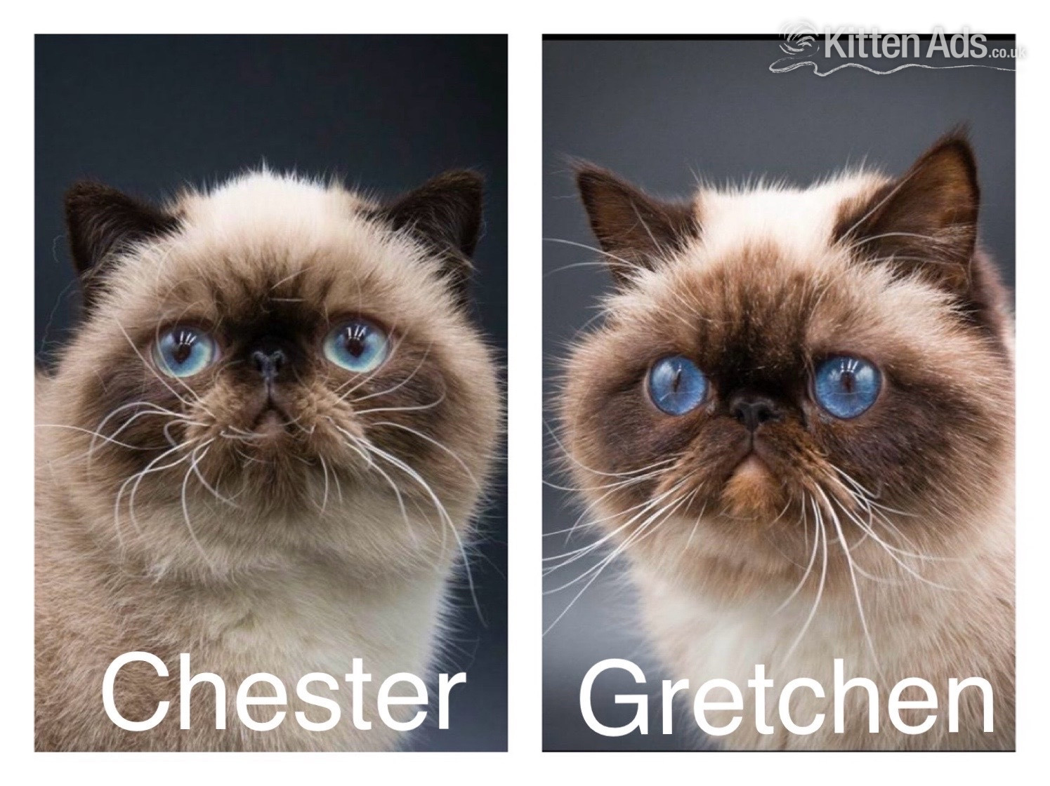 Exotic Shorthair Kittens Available  - Exotic