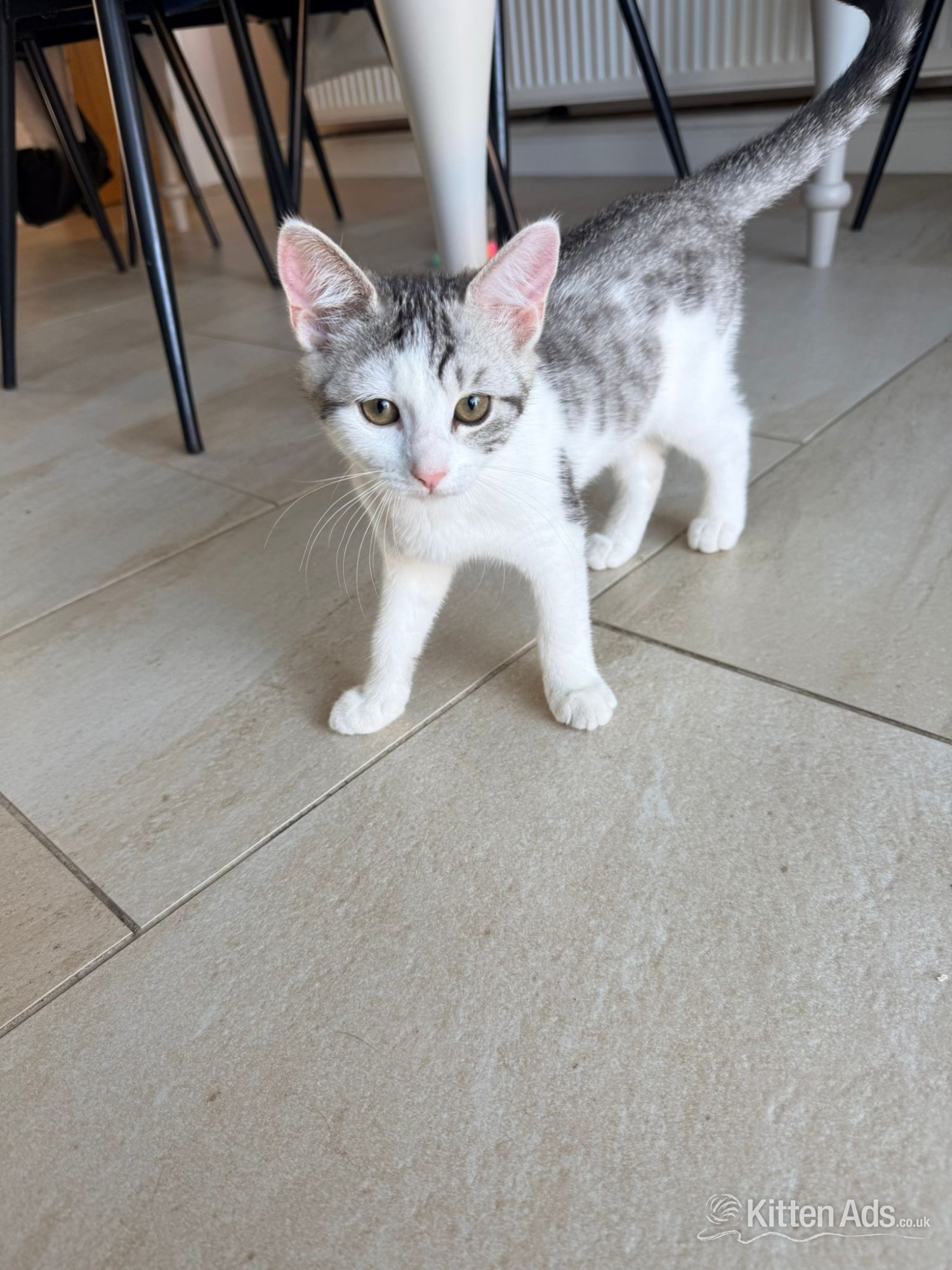 Bengal cross kittens  in {LOCATION}