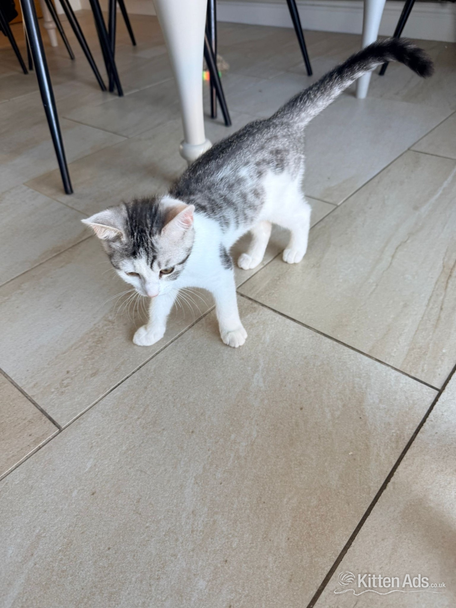 Bengal Cats and Kittens