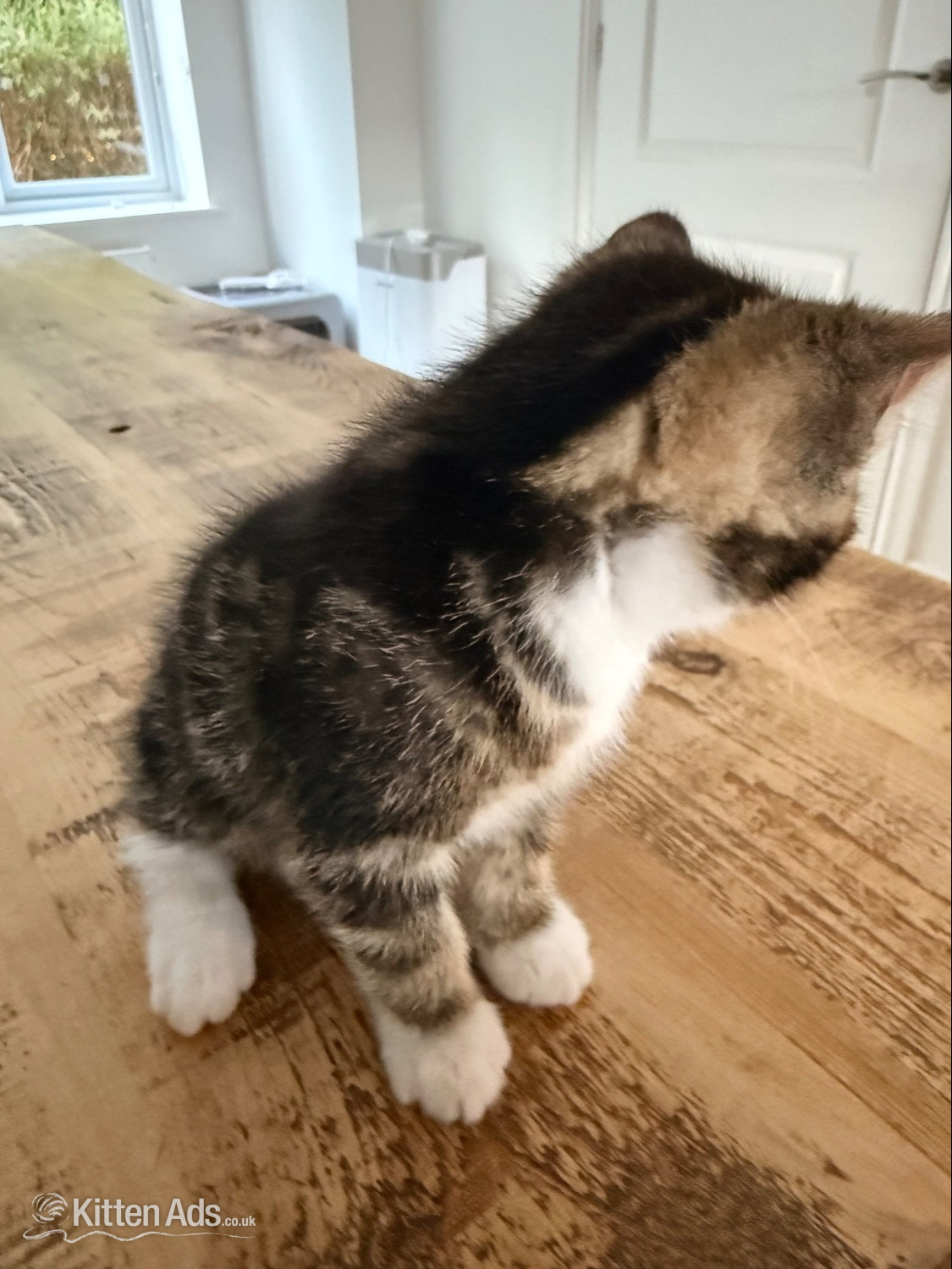 British Shorthair Cats and Kittens