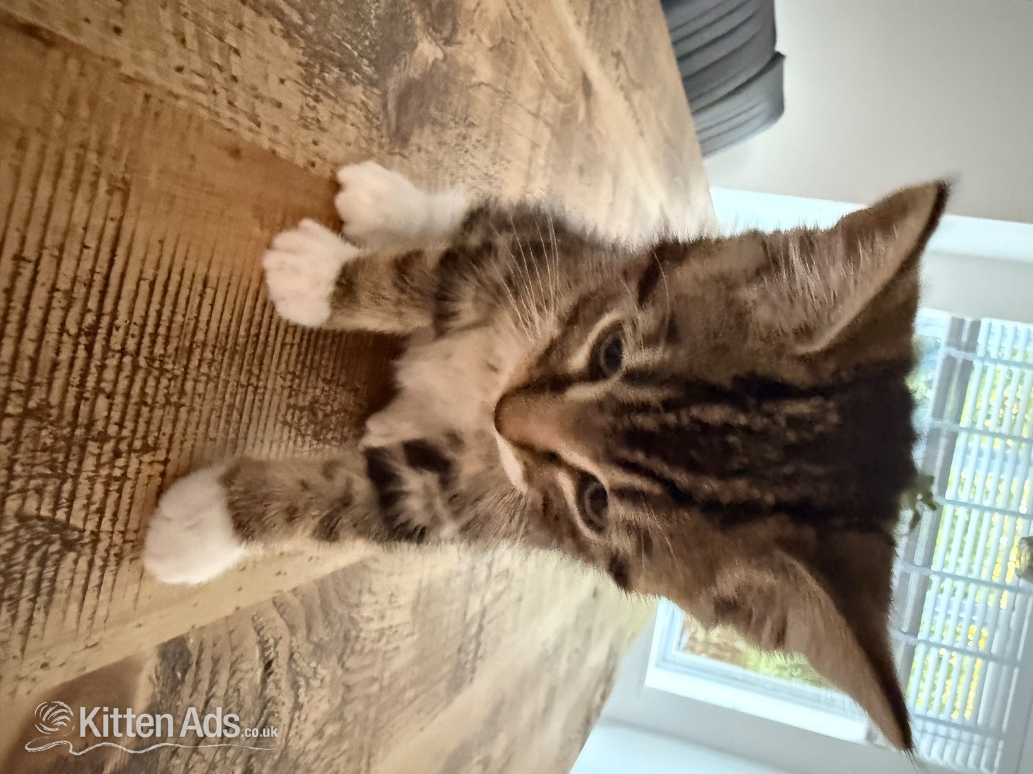 Gorgeous kittens for sale. Seen with mum - St.Neots  in {LOCATION}