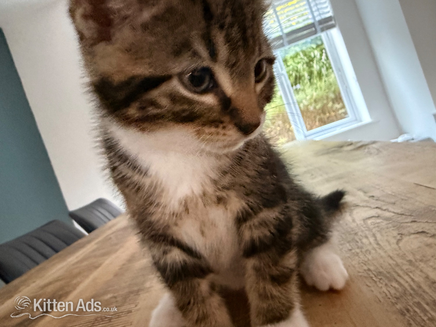 British Shorthair Cats and Kittens