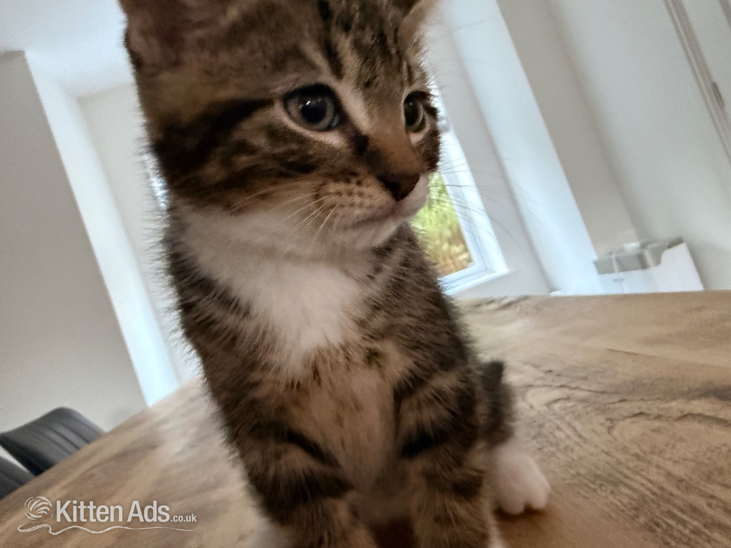 British Shorthair - Gorgeous kittens for sale. Seen with mum - St.Neots 
