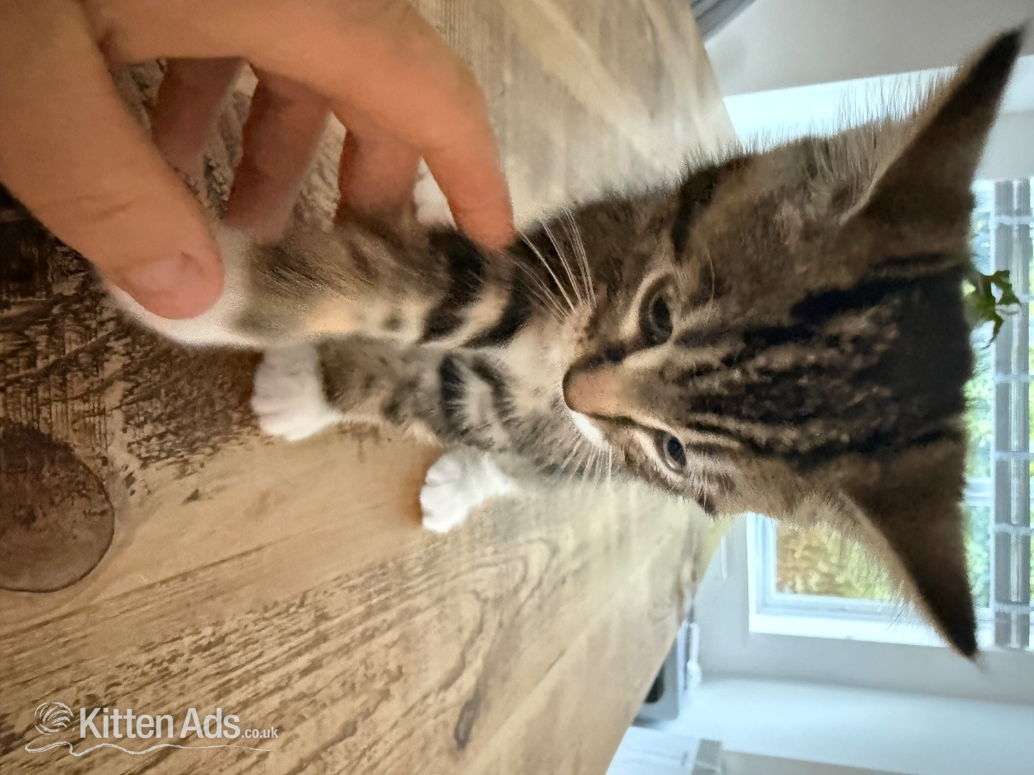 Gorgeous kittens for sale. Seen with mum - St.Neots  - British Shorthair