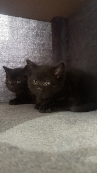 British shorthair x