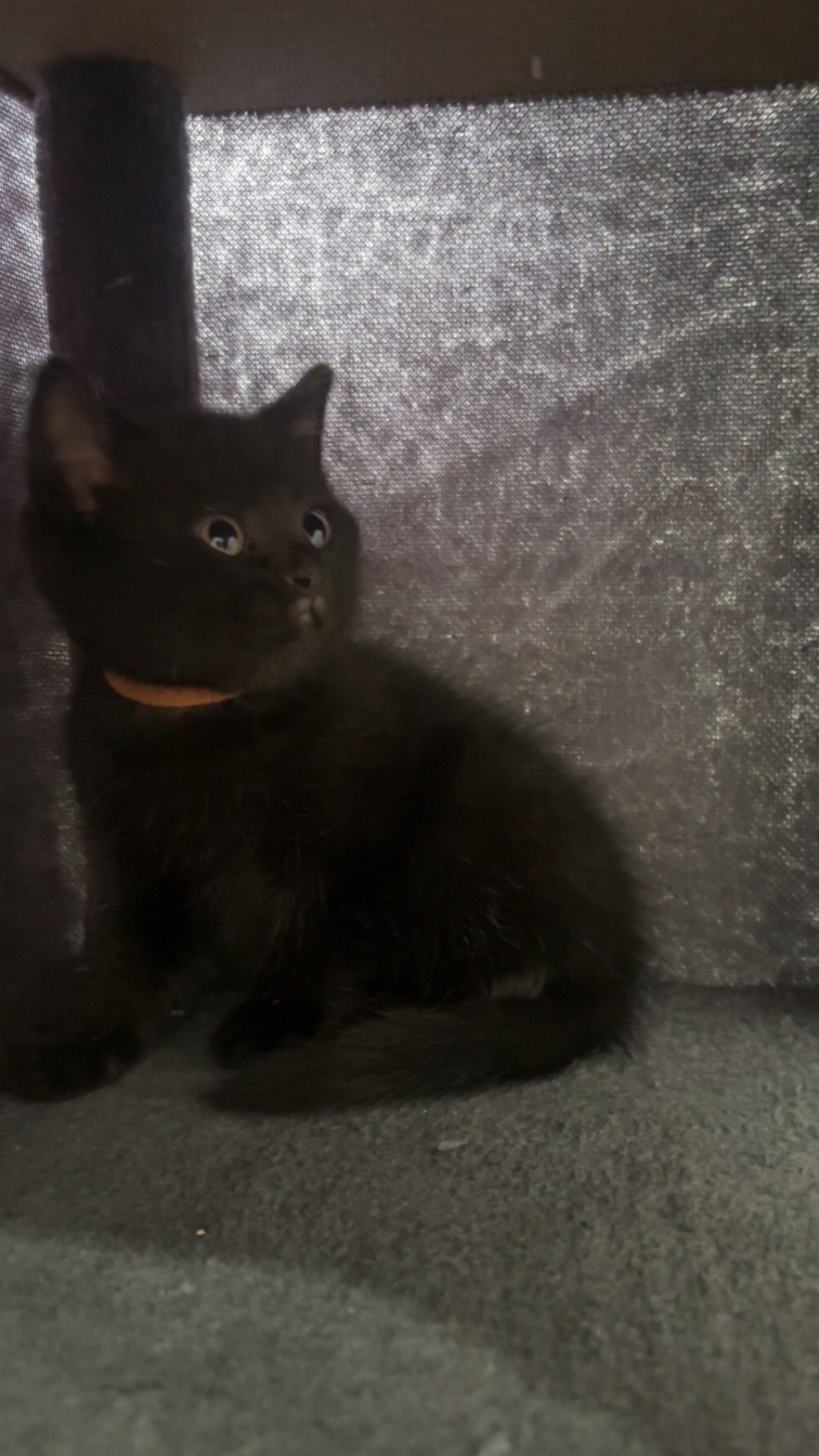 British Shorthair Cats and Kittens