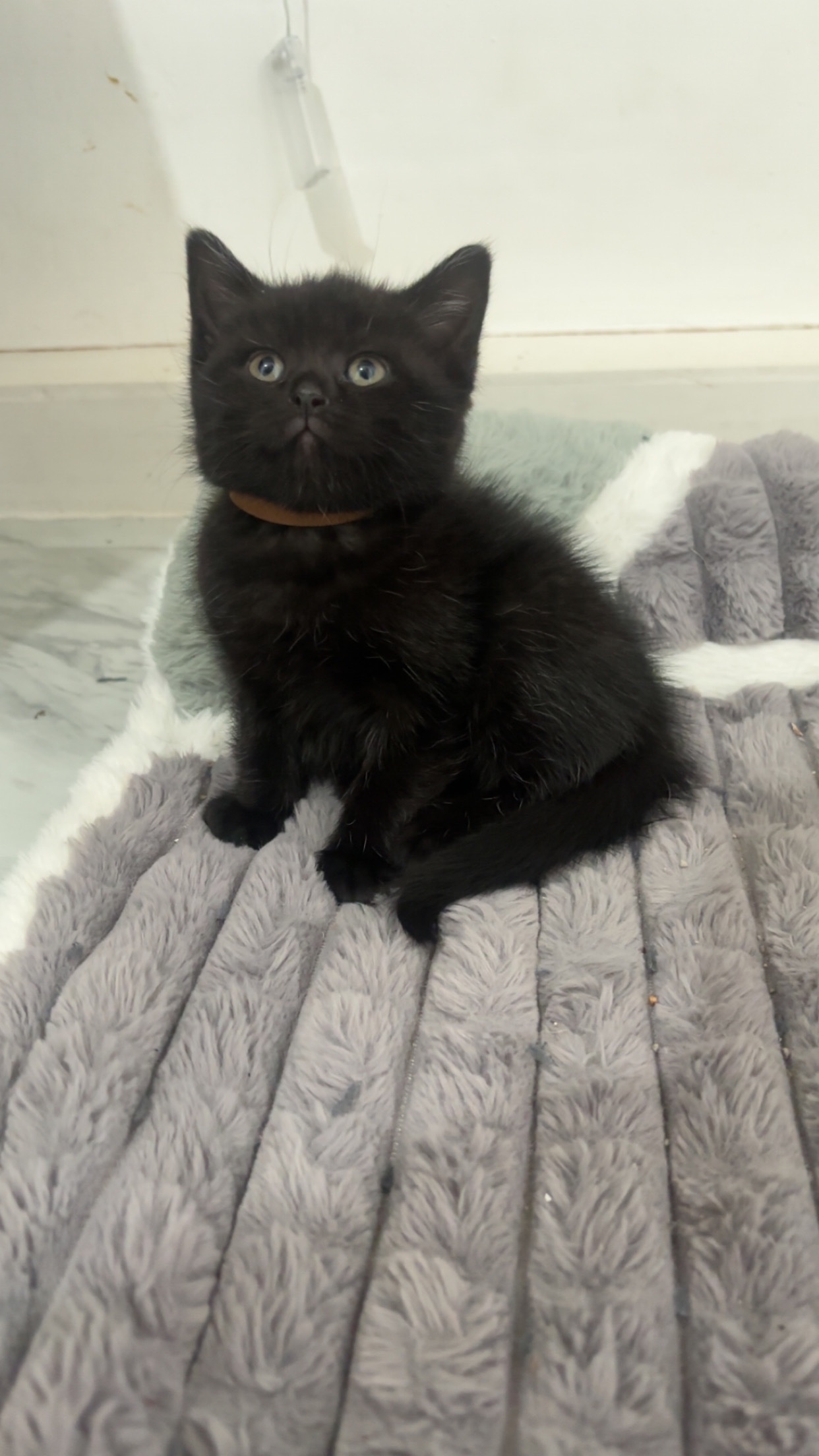 British Shorthair - British shorthair x