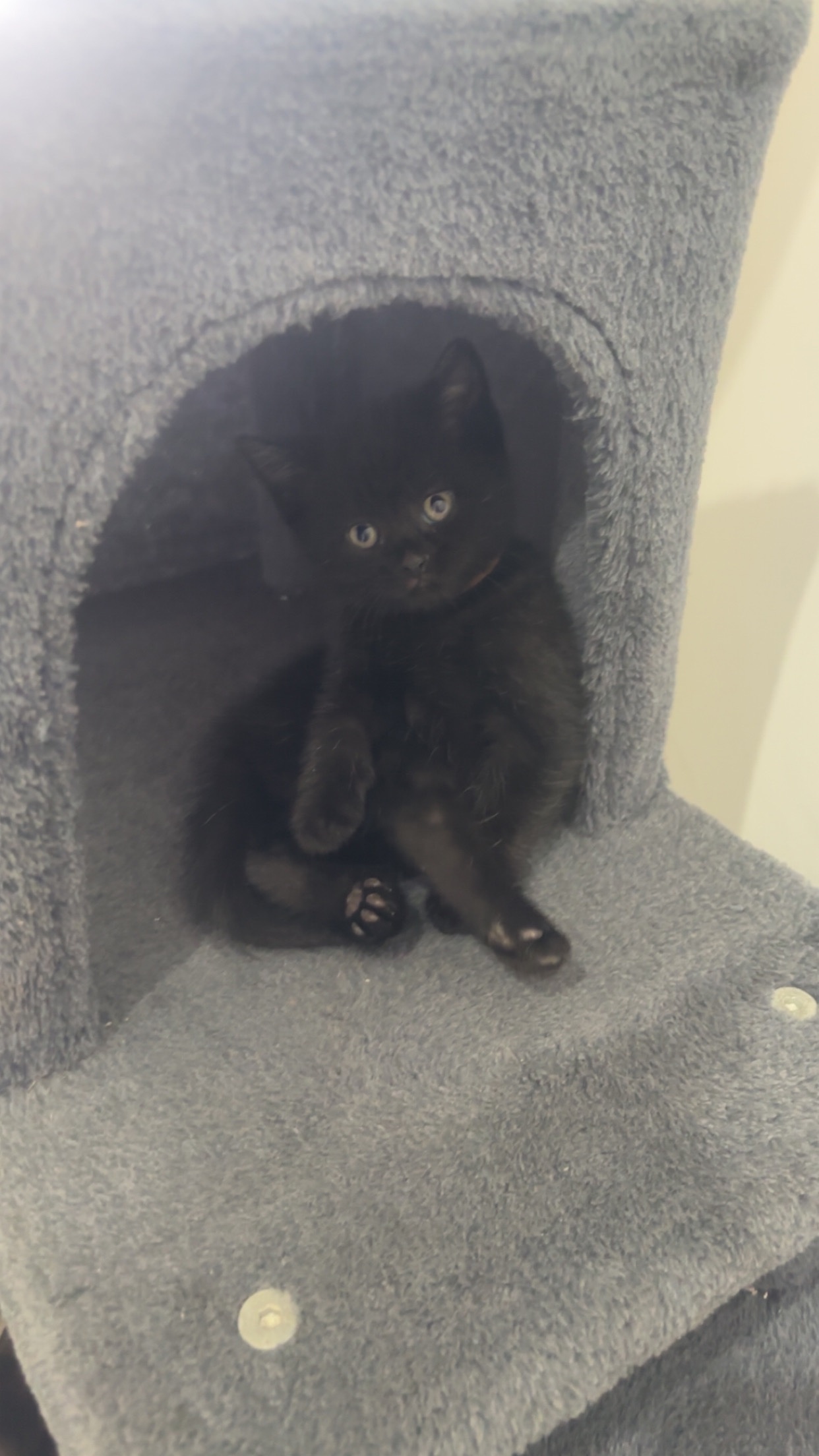 British shorthair x - British Shorthair