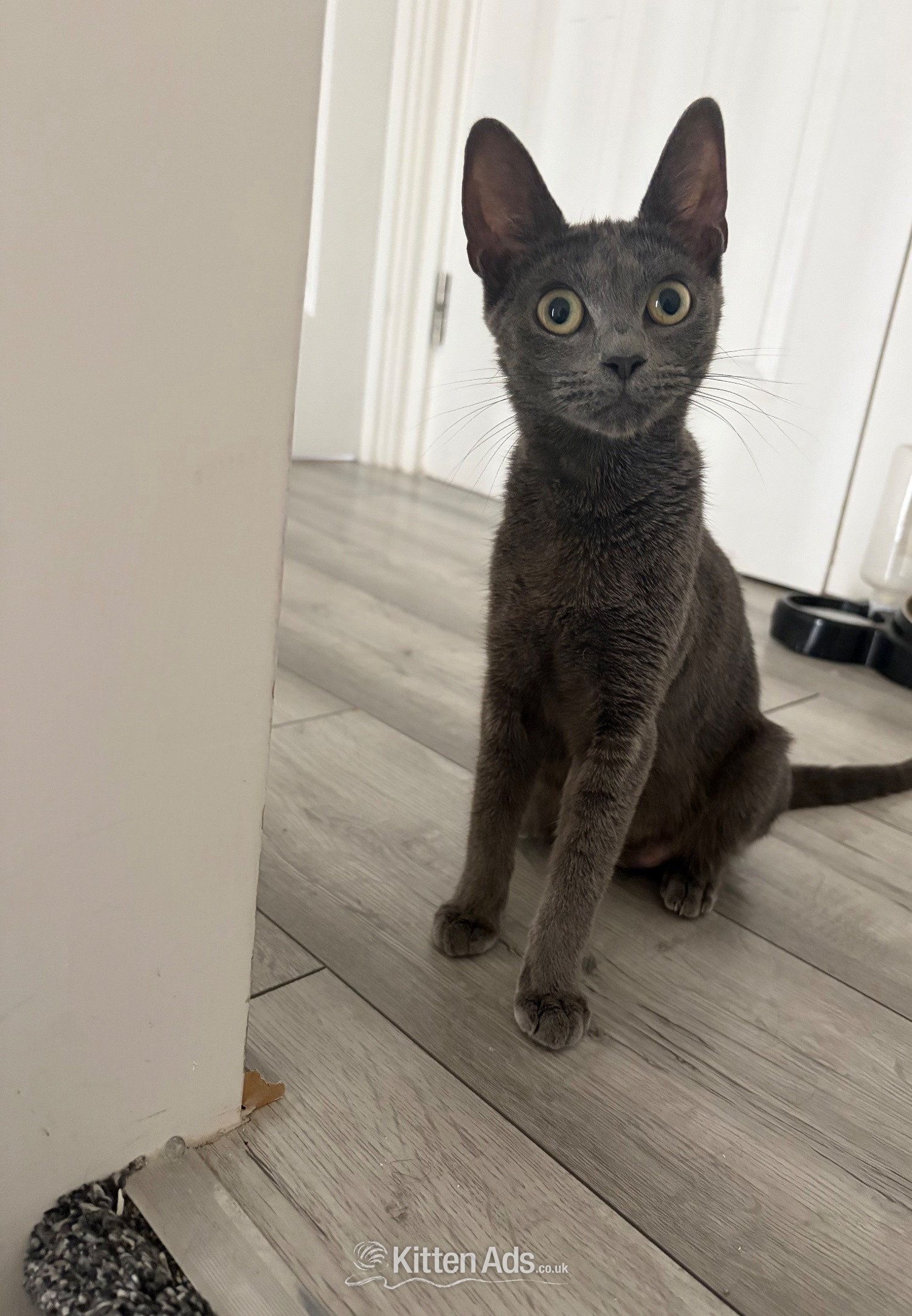 Mixed breed grey kittens  in {LOCATION}