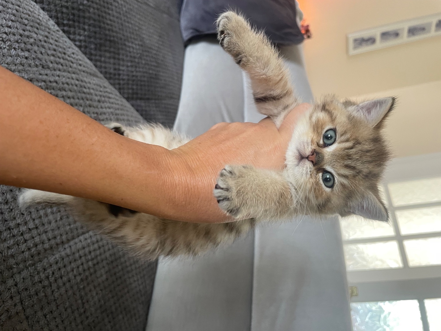 British Shorthair Cats and Kittens