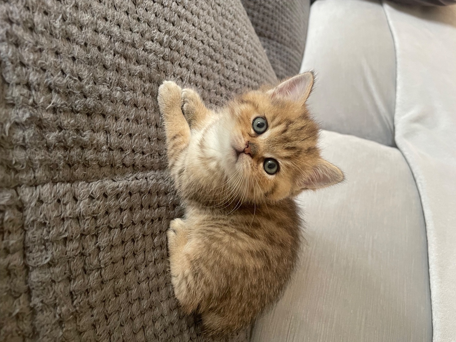 British Shorthair - TICA reg Black Golden Kittens