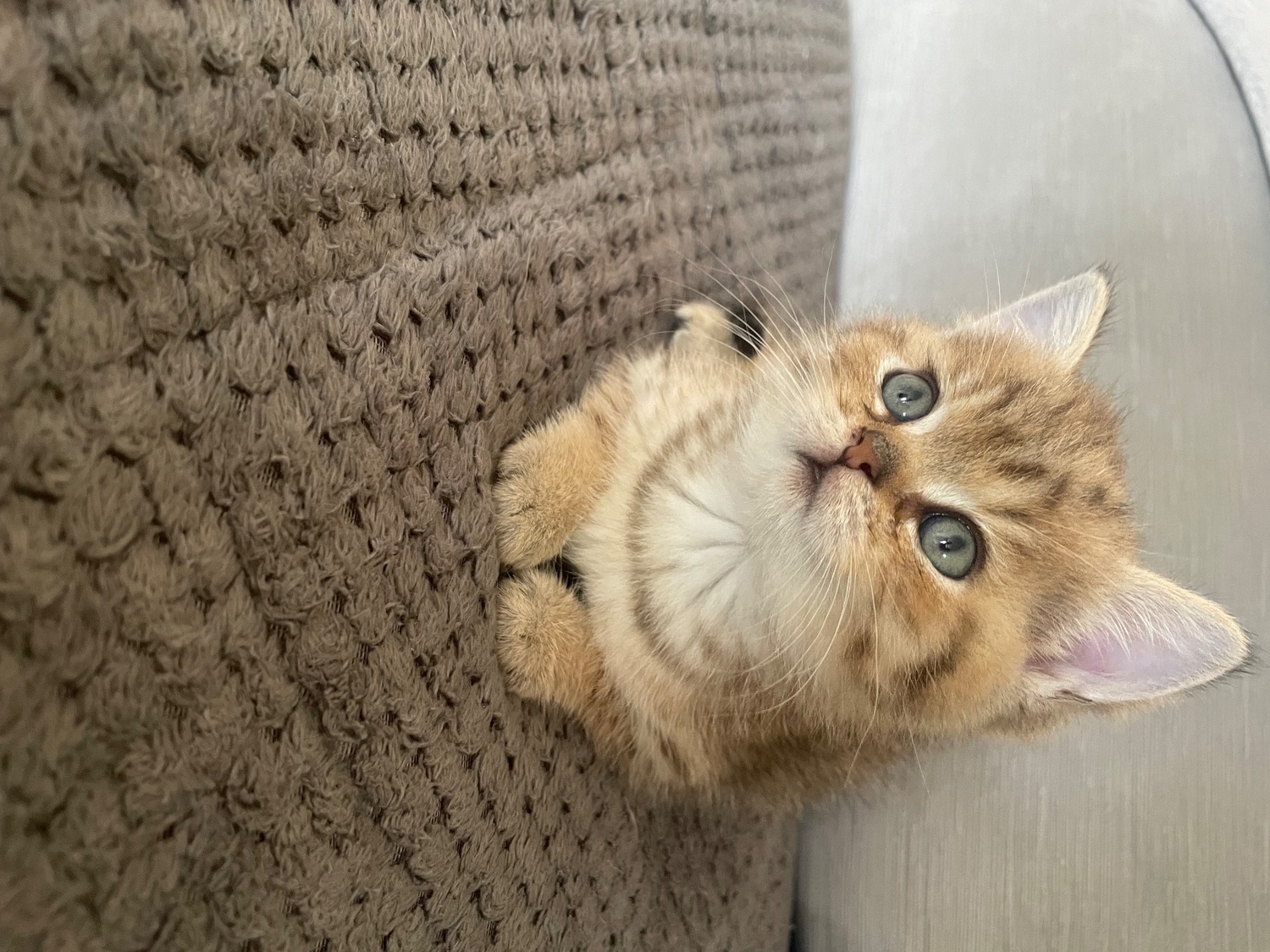 TICA reg Black Golden Kittens - British Shorthair