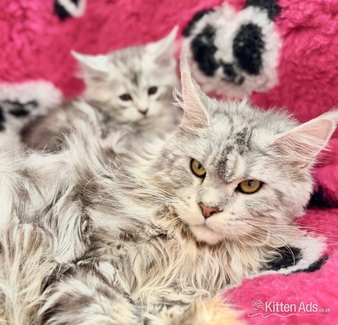 Maine Coon Cats and Kittens