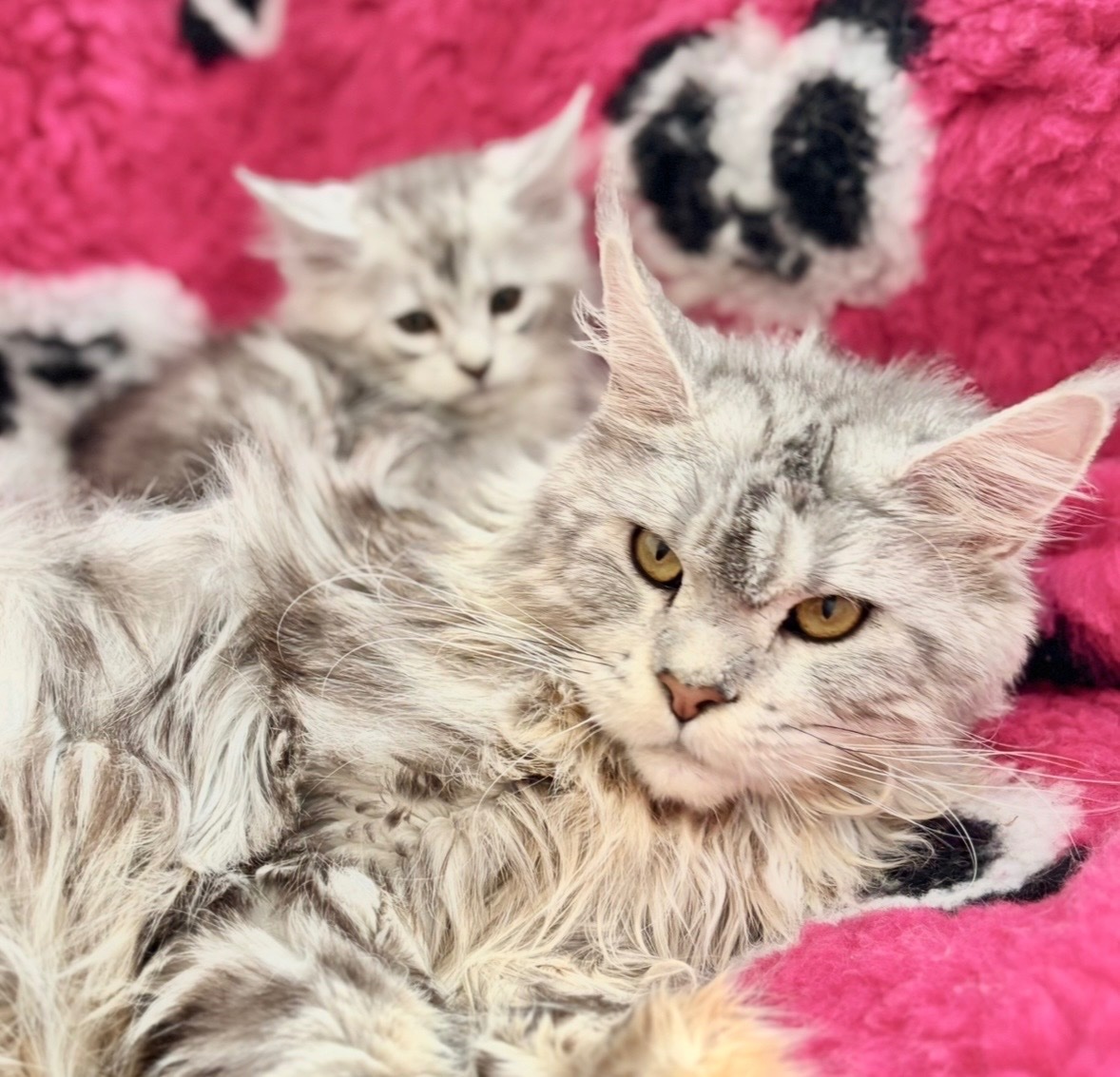 Maine Coon Cats and Kittens