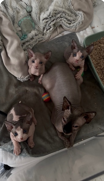 Male pied sphyx kittens for sale 