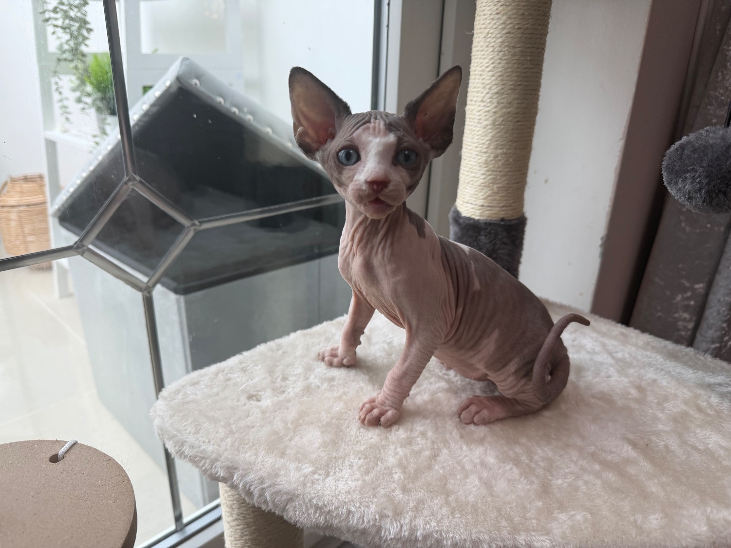 Sphynx - Male pied sphyx kittens for sale 