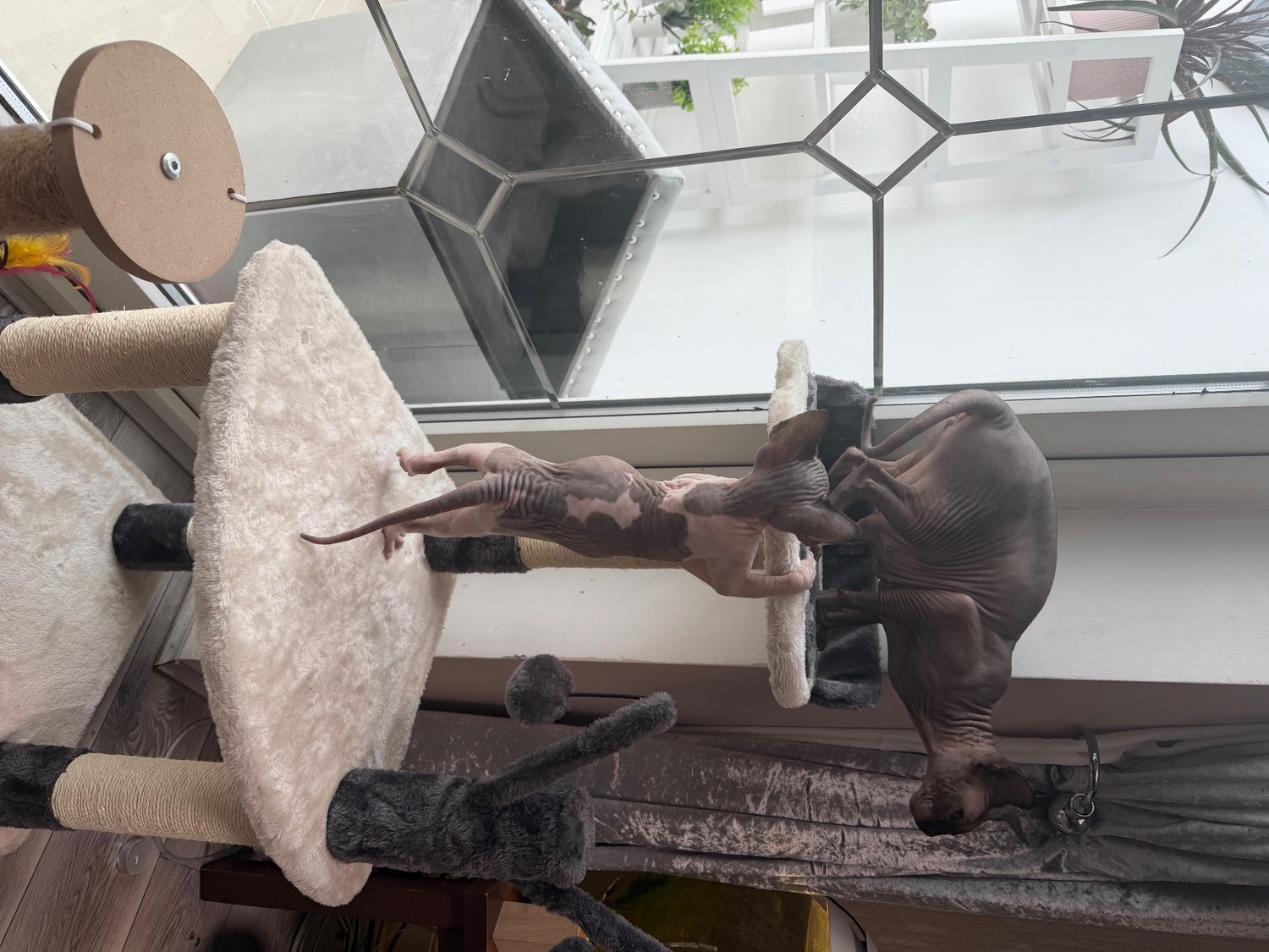 Male pied sphyx kittens for sale  - Sphynx