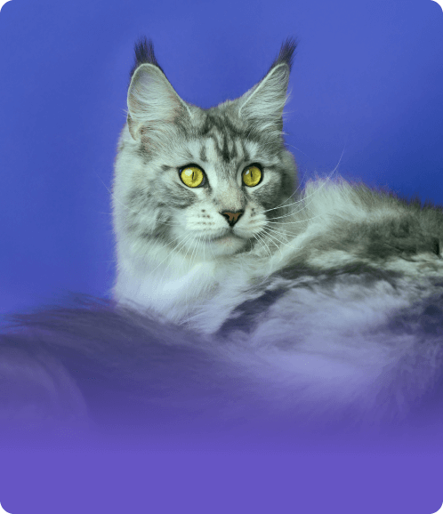 Maine Coon